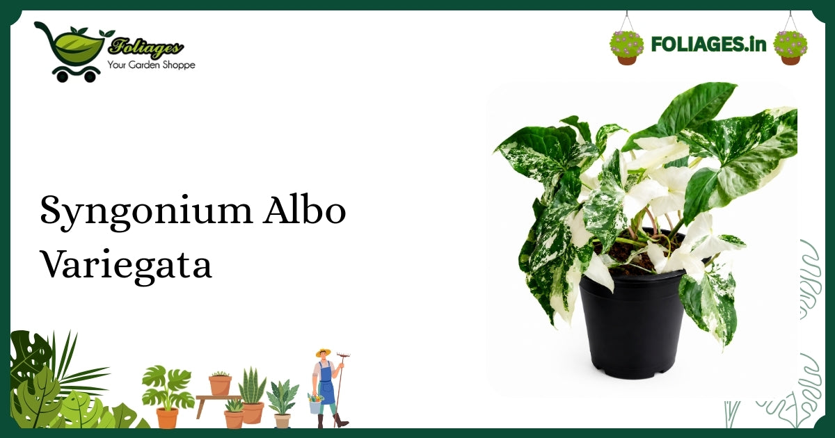 Syngonium Albo Variegata Care: Variegated Arrow-Shaped Leaves in India