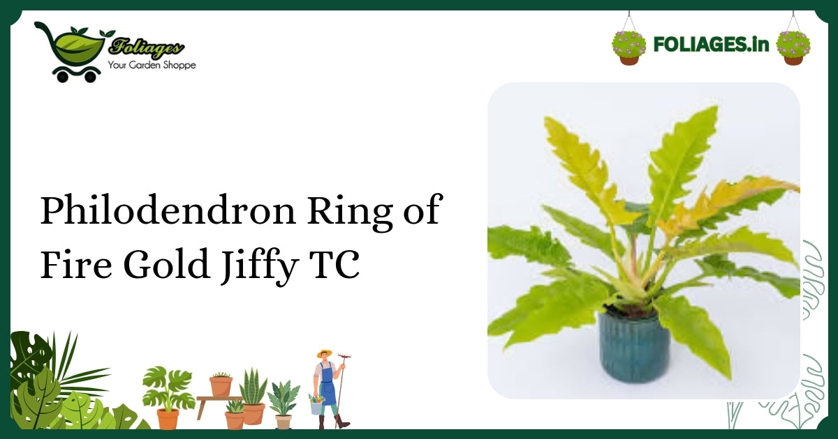 Philodendron Ring of Fire Gold Jiffy TC: Care for Stable Variegation in India