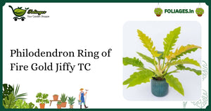 Philodendron Ring of Fire Gold Jiffy TC: Care for Stable Variegation in India