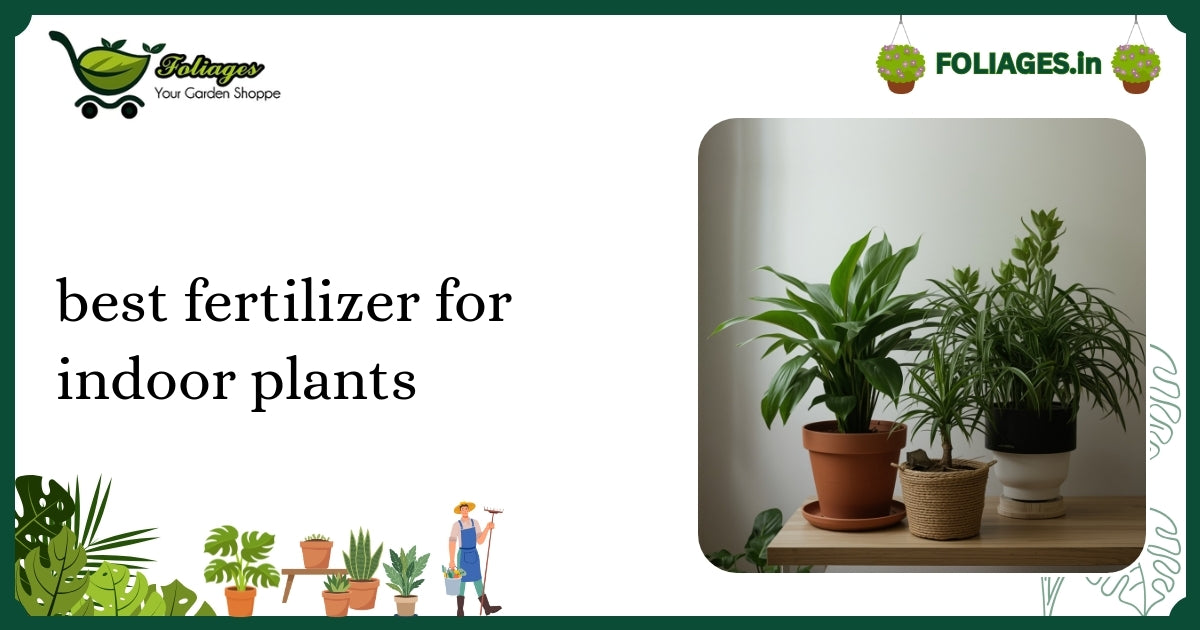 Best Fertilizer for Indoor Plants: A Guide for Indian Growers