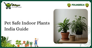 Pet Safe Indoor Plants India Guide for Every Indian Home