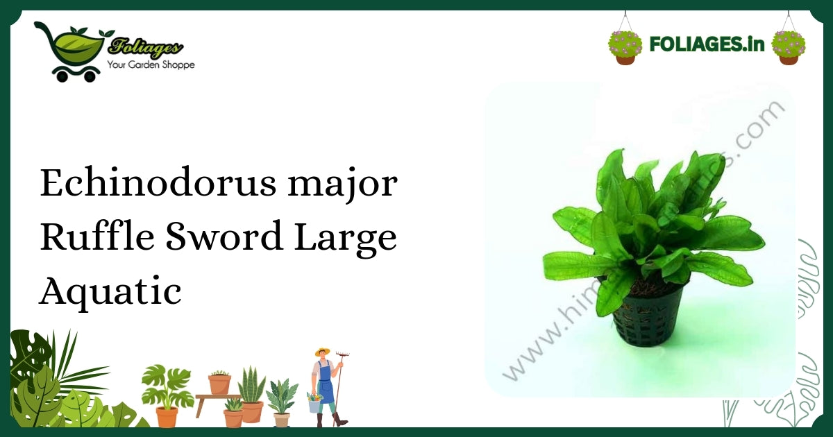 Echinodorus major Ruffle Sword Large Aquatic Care in India