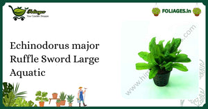 Echinodorus major Ruffle Sword Large Aquatic Care in India