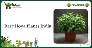 Rare Hoya Plants India: Care, Varieties & Buying Guide