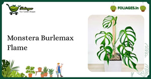 Monstera Burlemax Flame Care: Keeping Flame-Like Leaves Healthy in India