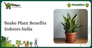 Snake Plant Benefits Indoors India: Care and Guide