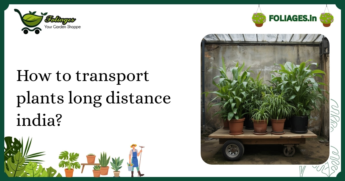 How to Transport Plants Long Distance in India Safely