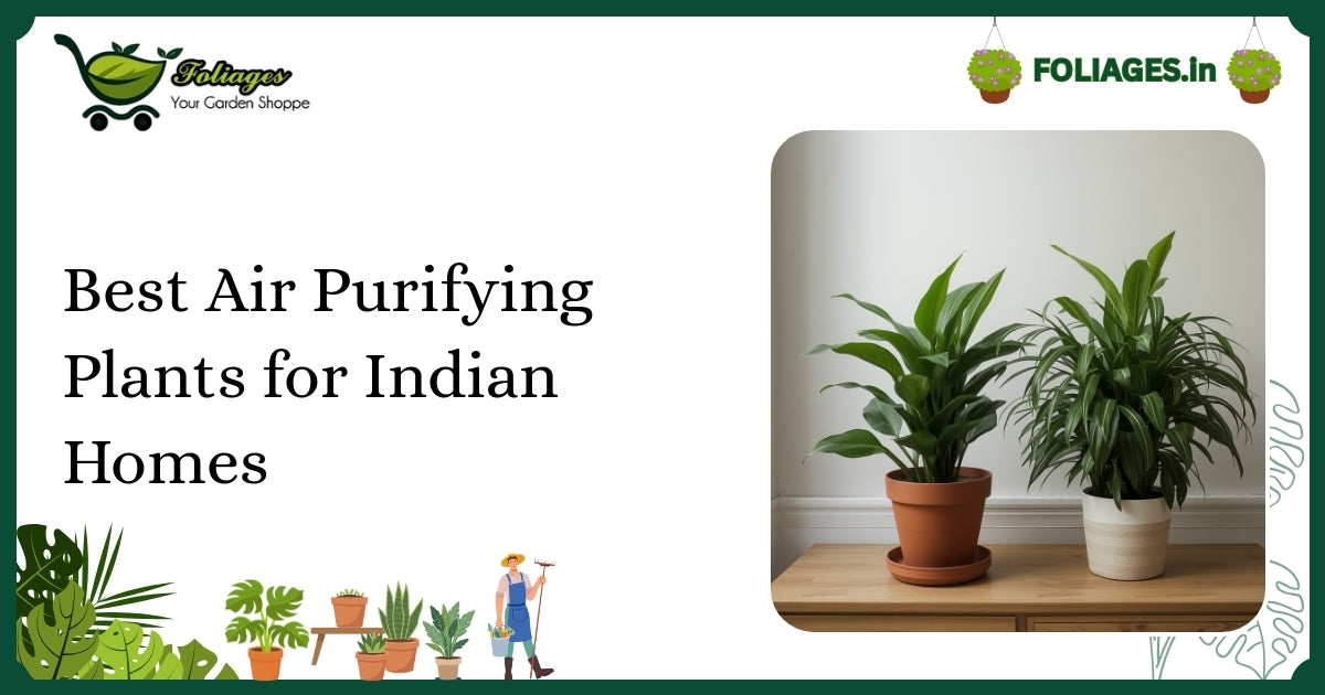 Best Air Purifying Plants for Indian Homes: Care & Varieties