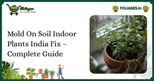 Mold On Soil Indoor Plants India Fix – Complete Guide