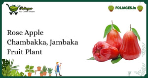 Young Rose Apple Chambakka Fruit Plant Care in India