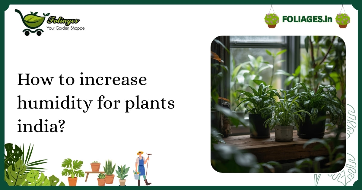 How to Increase Humidity for Plants in India: A Practical Guide