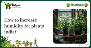 How to Increase Humidity for Plants in India: A Practical Guide