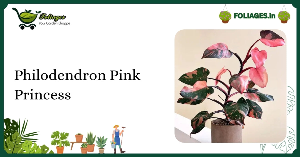 Philodendron Pink Princess Care: Keeping Pink Variegation Stable