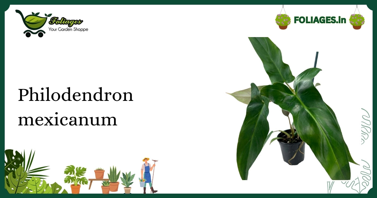 Philodendron mexicanum Care: Large Arrow Leaves with Maroon Undersides