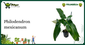 Philodendron mexicanum Care: Large Arrow Leaves with Maroon Undersides