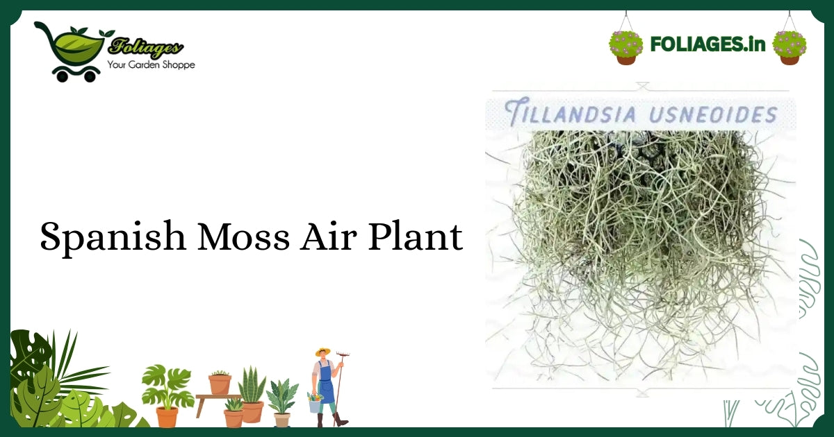 Spanish Moss Air Plant Care: Delicate Silvery-Grey Trailing in India