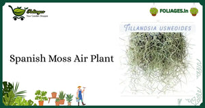 Spanish Moss Air Plant Care: Delicate Silvery-Grey Trailing in India