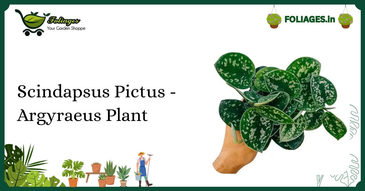 Scindapsus Pictus - Argyraeus Plant Care: Keeping Silver Variegation Stable