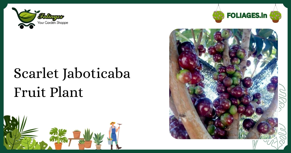 Scarlet Jaboticaba Fruit Plant Care: Vibrant Red New Growth Guide