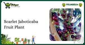 Scarlet Jaboticaba Fruit Plant Care: Vibrant Red New Growth Guide