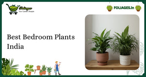 Best Bedroom Plants India: Care, Varieties & Buying Guide