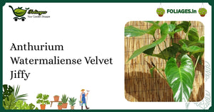 Anthurium Watermaliense Velvet Jiffy Care for Deep Emerald Velvet Leaves