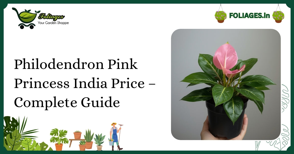 Philodendron Pink Princess India Price – Complete Guide
