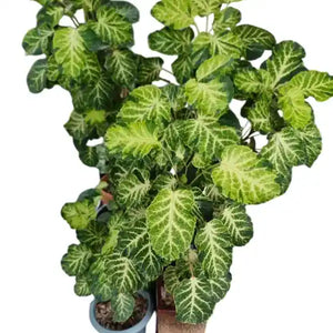 Ultimate Guide to Rare Plants in India: Top 20 Exotic Varieties to Buy Online