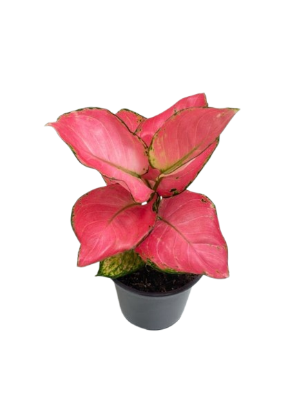 Aglaonema