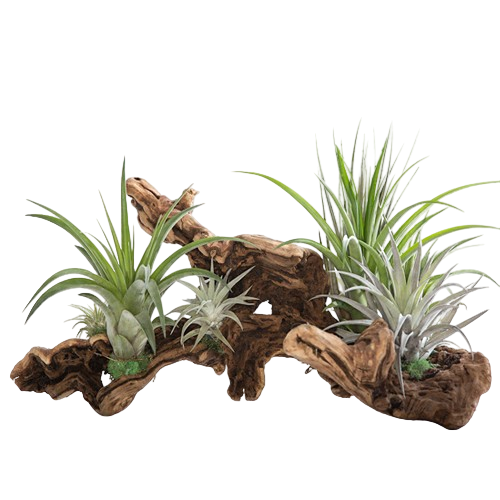 Air Plants