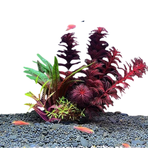 Aquarium Plants