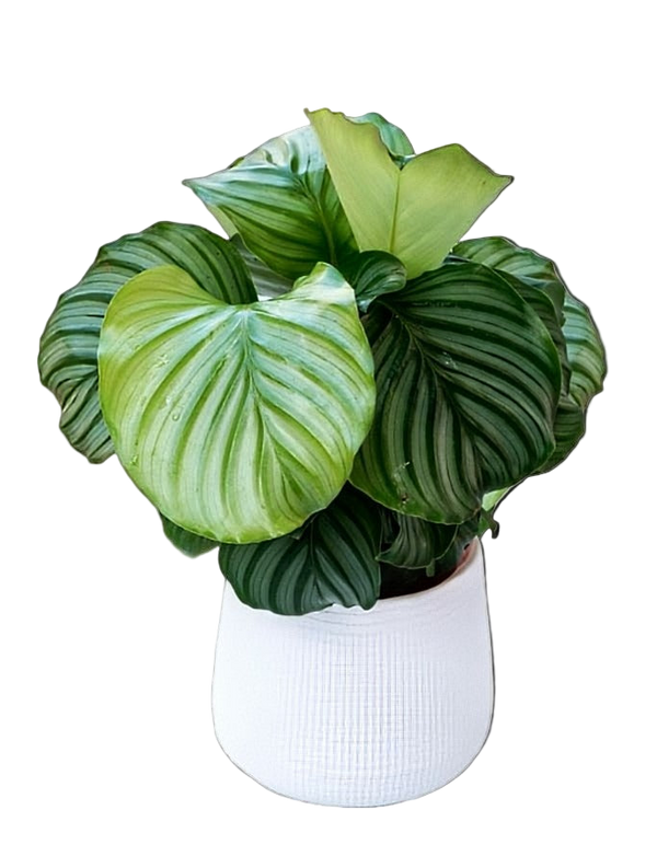Calathea