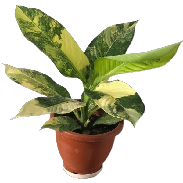 Dieffenbachia