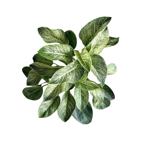 Tissue Culture Tropical