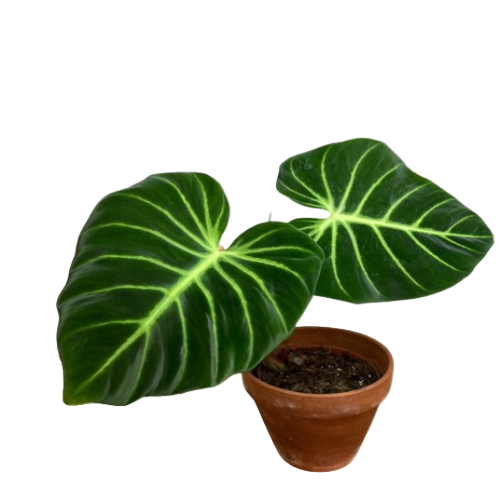 Philodendron