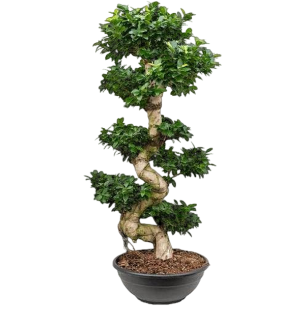 Bonsai