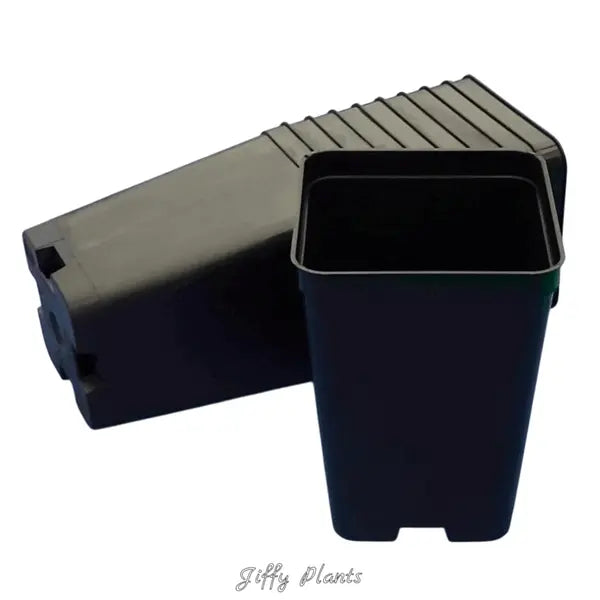 2.5 inch Square Black Pot