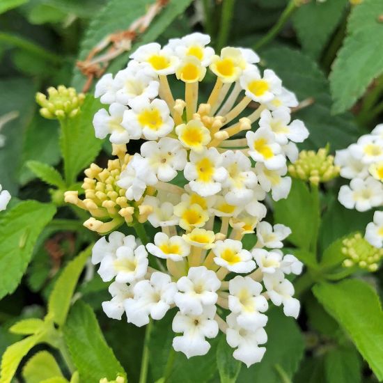 Lantana " White"
