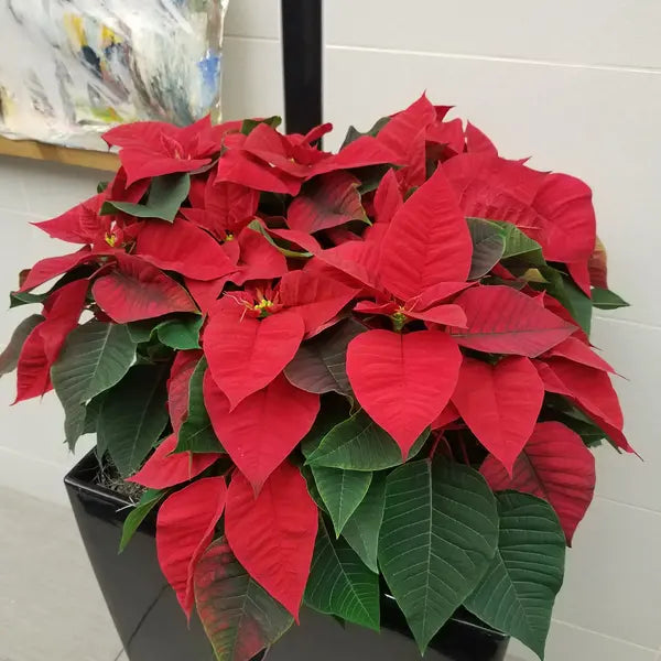Red Poinsettia Plant