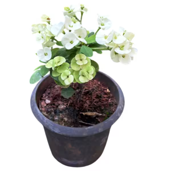Euphorbia Crown Of Throns