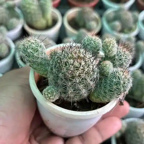 Mammillaria Occidentalis