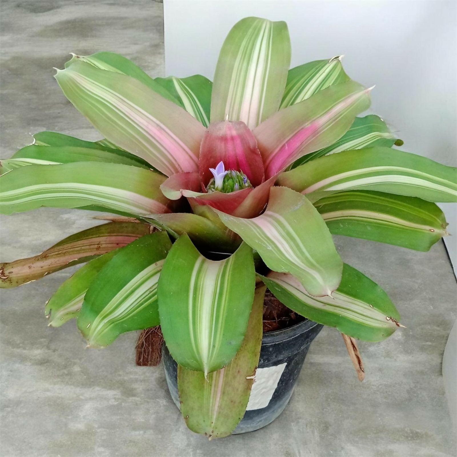 Bromeliad