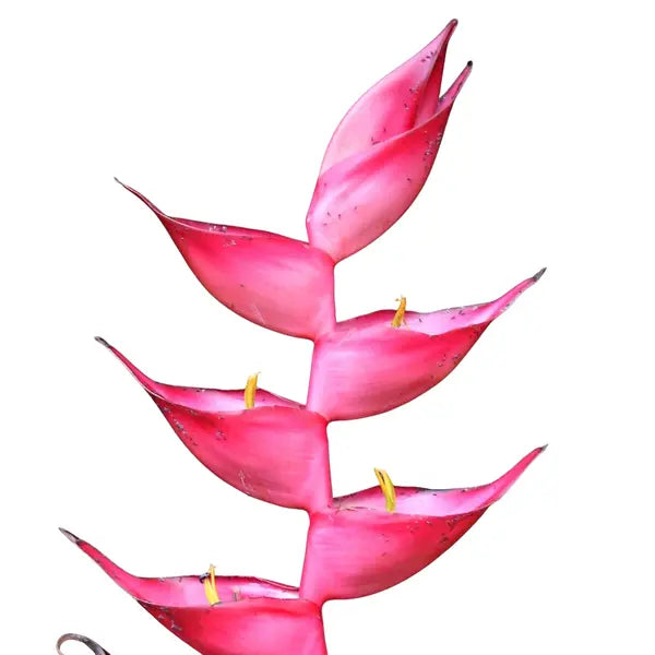 lipstick pink Heliconia