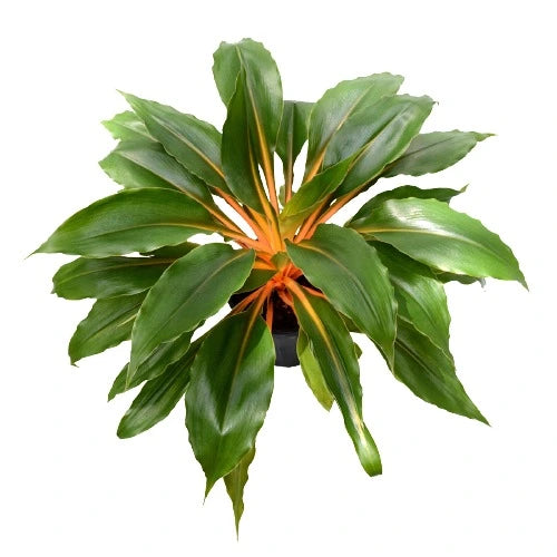 Chlorophytum orchidastrum