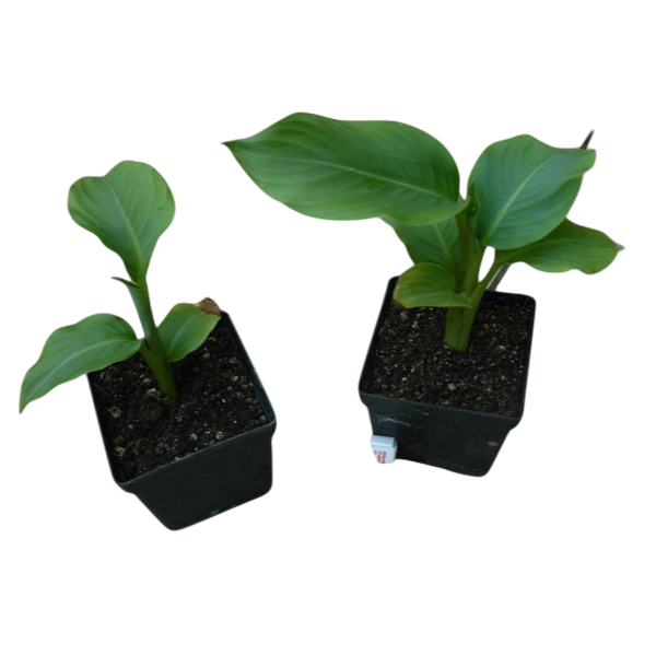 Heliconia Aemygdiana