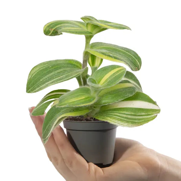 Tradescantia sillamontana variegata, Variegated Cobweb Spiderwort