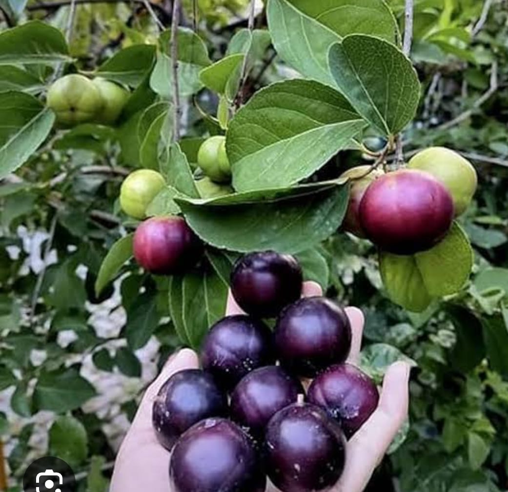 Manila Tennisball Cherry Plant - Exotic Fruit Tree - Keyfarm Wayanad