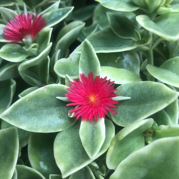 Baby Sunrose 'Variegated'(Heart leaf ice plant)