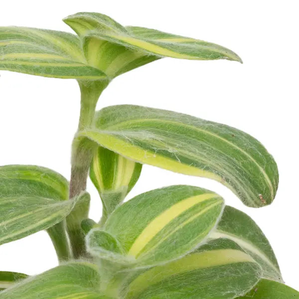 Tradescantia sillamontana variegata, Variegated Cobweb Spiderwort