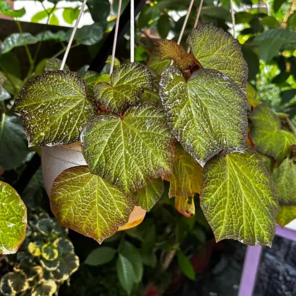 Begonia Manaus